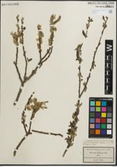 Foto von Salix pedicellata Desf.